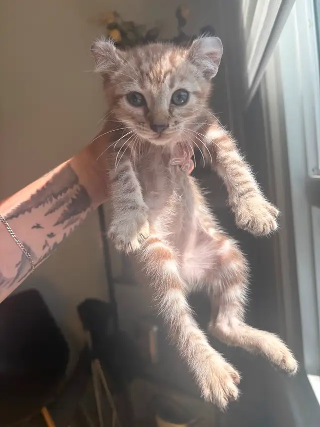 Chaton Highland lynx in Cats & Kittens for Rehoming in Québec City - Image 3
