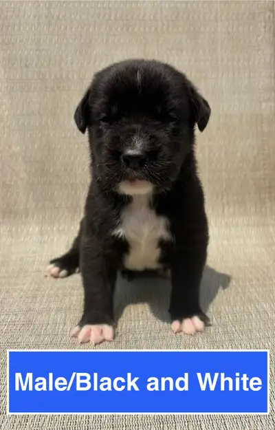 Adorable Puppies, View more