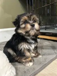 Ready to Go! Morkie Puppies available 