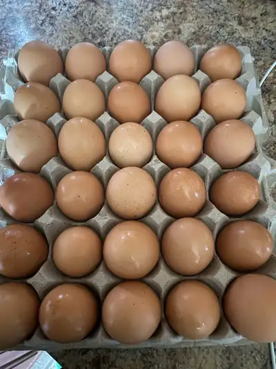 eggs for sale , View more