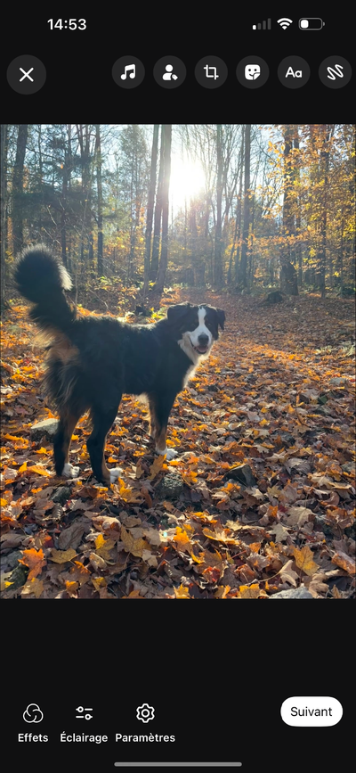 Chiots. Maman Bouvier bernois, papa lab/golden, View more