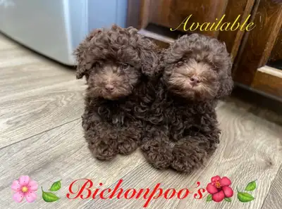 Adorable  Bichonpoo!♥️ 1 female available., View more