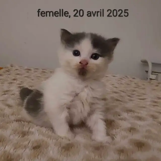 chaton a vendre in Cats & Kittens for Rehoming in Longueuil / South Shore - Image 5