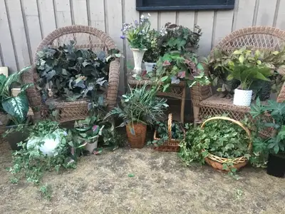 Assorted faux plants and trees for home decor, View more