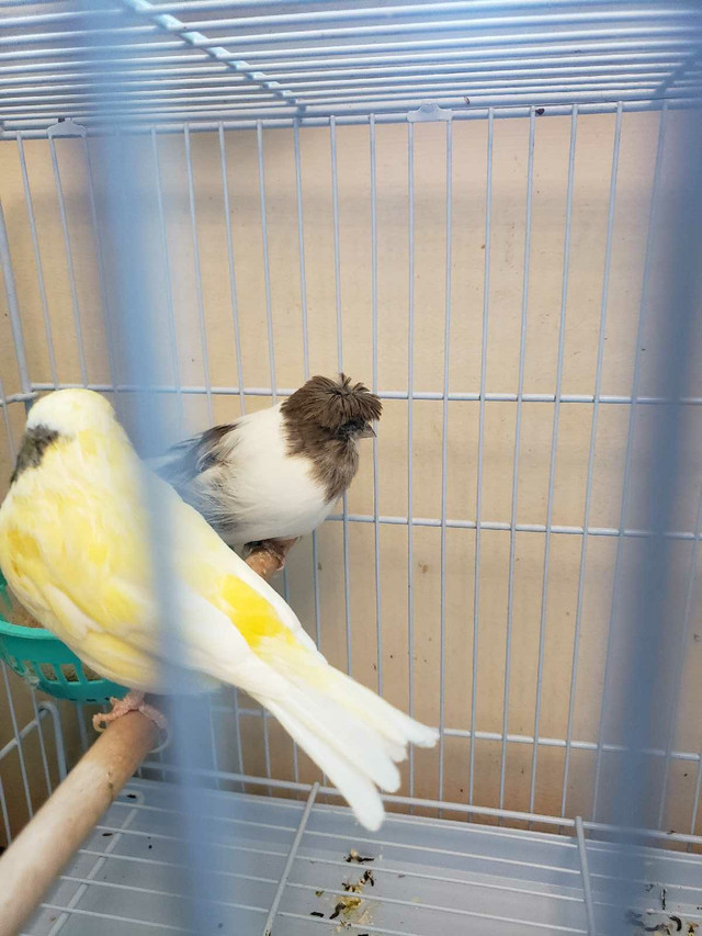 Gloster shire Canary pair in Birds for Rehoming in City of Toronto - Image 2