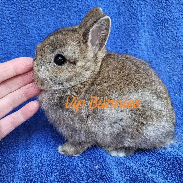 EXTRAORDINARY NETHERLAND DWARF, HOLLAND LOP, MINI REX, LIONHEAD in Small Animals for Rehoming in Terrace - Image 11