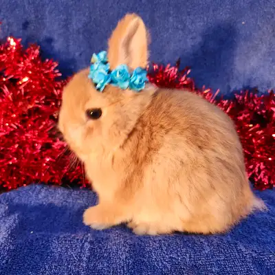 EXTRAORDINARY baby dwarf bunny rabbits! DeliverY to Hamilton and GTA on Sunday. Bunnies priced from...