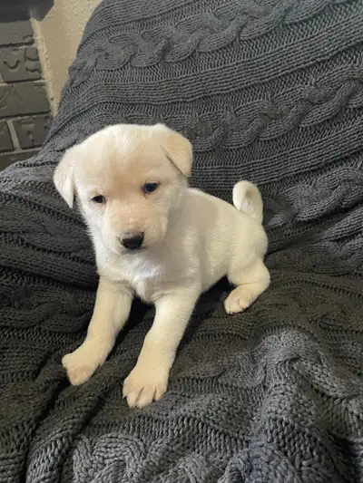  White lab German Shepherd, mixed puppies , View more