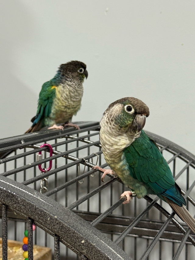 Looking to rehome 4 conure 1 pair, 1 male and 1 female in Birds for Rehoming in Mississauga / Peel Region - Image 4