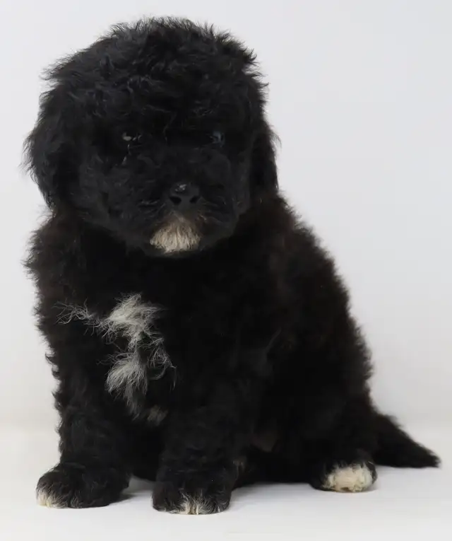 Mini bernedoodle and mini aussie bernedoodle puppies in Dogs & Puppies for Rehoming in Mississauga / Peel Region - Image 4