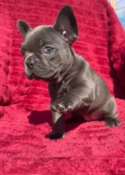 bébé bulldog français, View more
