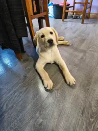 Lab puppy Ready to go! 10 weeks old 