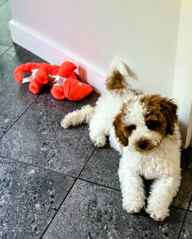 Caniche moyen (petit standard/royal) Poodle in Dogs & Puppies for Rehoming in Granby - Image 4