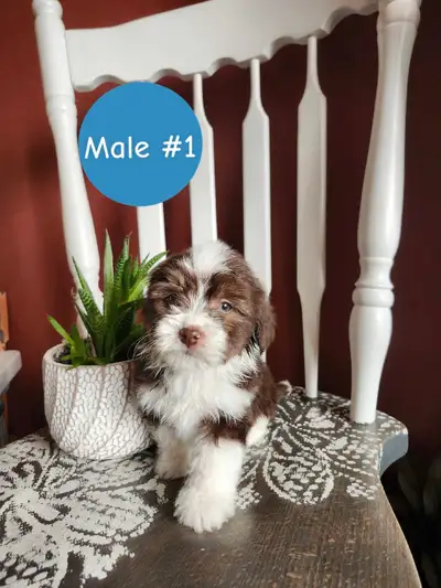 Havanese-Chihuahua Puppies. Ready to go June 6th. They are vet checked, dewormed and have had their...