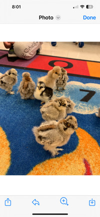 Pure bred Silkie chicks