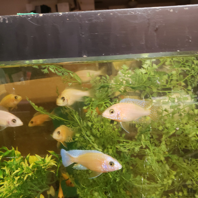 Cichlid Male for Sale in Fish for Rehoming in Calgary - Image 3