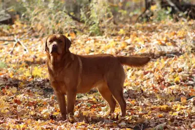Purebred CKC Registered English Labrador Retriever, View more