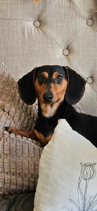 Mini Dachshund puppies, View more