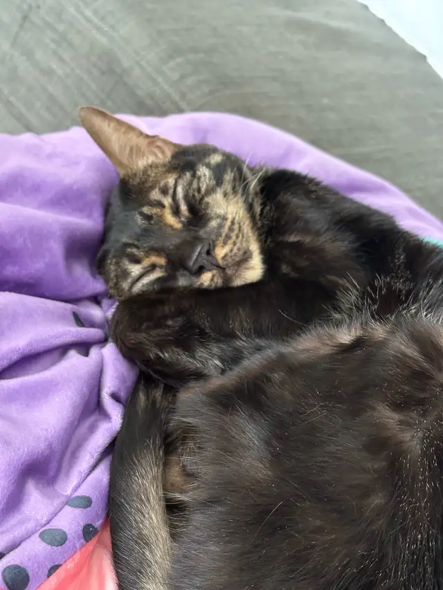 Chat Bengal enregistré TICA – 6 ans (mâle) – 150$ in Cats & Kittens for Rehoming in Québec City - Image 5