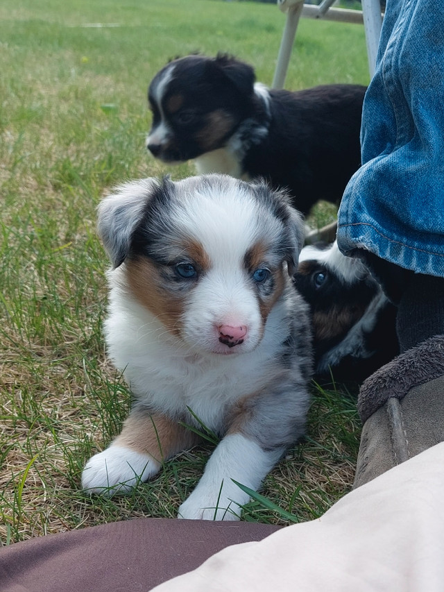 Mini Australian Shepherds Dogs & Puppies for Rehoming 100 Mile