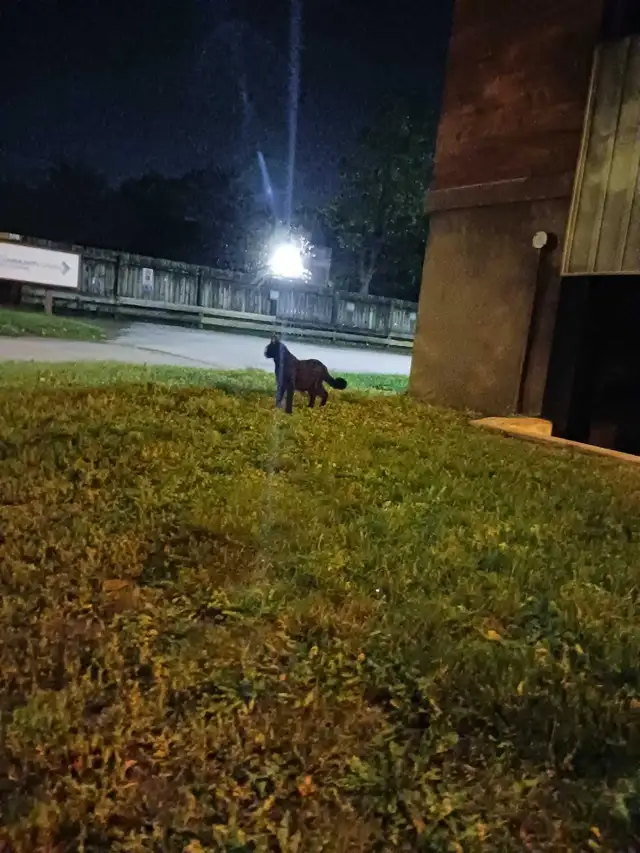 FOUND: Black cat