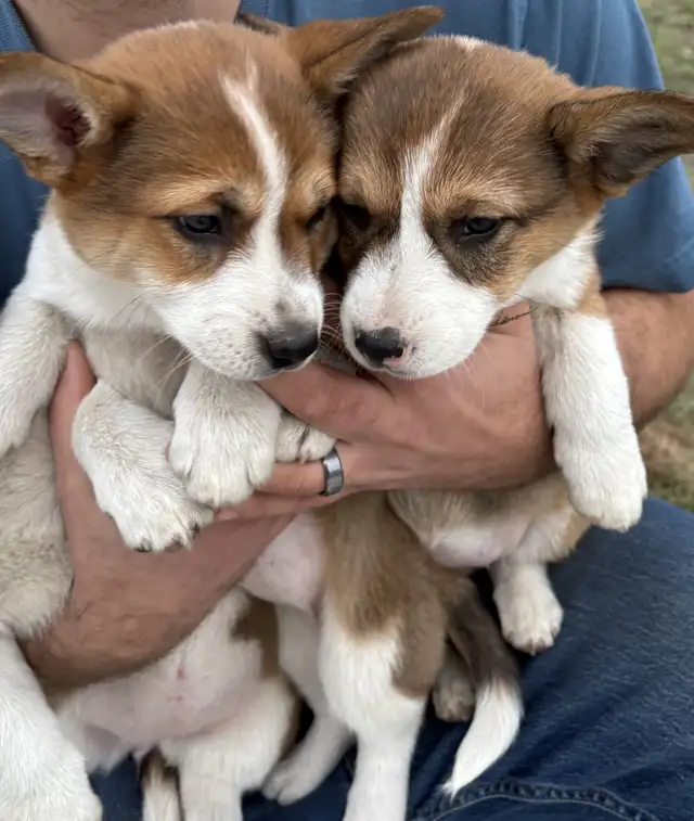 cowboy corgis in Dogs & Puppies for Rehoming in Vernon - Image 4
