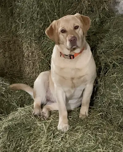 5 year Old Yellow Lab Retriever, View more