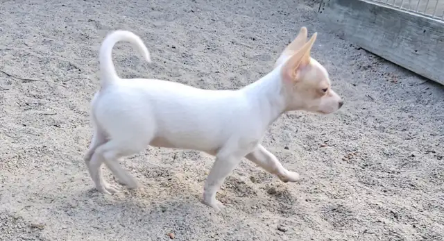chihuahua croisé teckel in Dogs & Puppies for Rehoming in Laurentides - Image 10