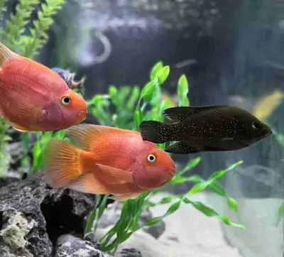 starry night cichlid, View more