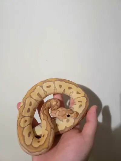 clown combo ball pythons, View more