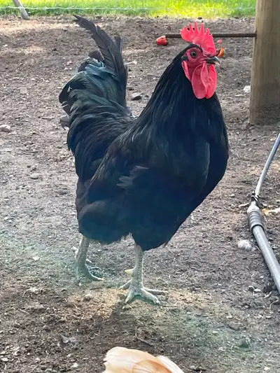 Jeune coq Australop