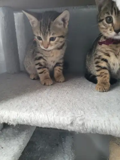 Chattons savannah bengal à vendre/Savannah kittens for sale