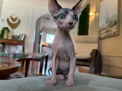 Magnifiques chatons sphynx très sociable et en excellente santé ont reçu 4 vermifuges prêt à trouver...