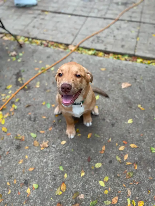Therehomers in Registered Shelter / Rescue in City of Toronto - Image 5