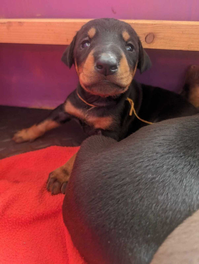 Doberman Pinscher  in Dogs & Puppies for Rehoming in Truro - Image 3