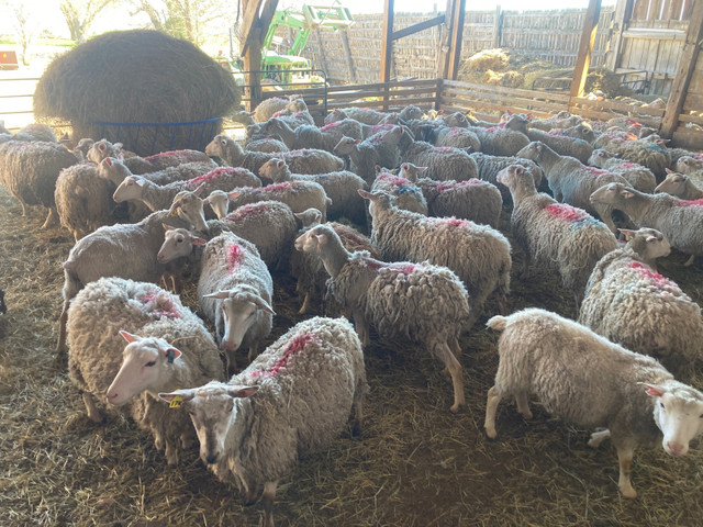 Bred Rideau ewes in Livestock in Renfrew - Image 3