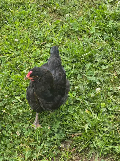 I'm offering sweet young rooster , perfect for starting or expanding your backyard flock. These chic...