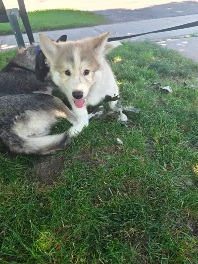 White shepherd x Husky puppies for sale!, View more