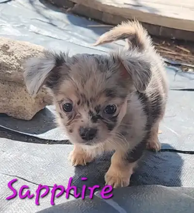 Adorable Chihuahua Girls, View more