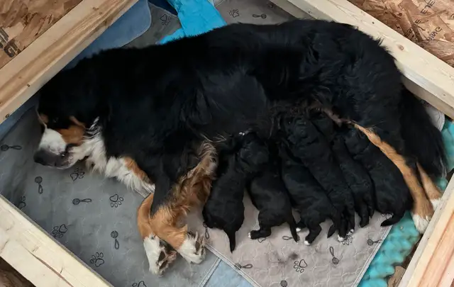 Standard F1 Bernedoodle puppies available July 10, 2025 in Dogs & Puppies for Rehoming in Grande Prairie - Image 9
