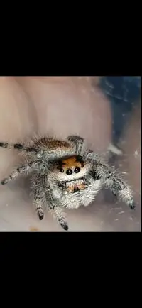 Phidippus regius jumping spiders for adoption!