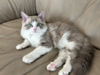 Pure bred Registered Ragdoll Male Kitten