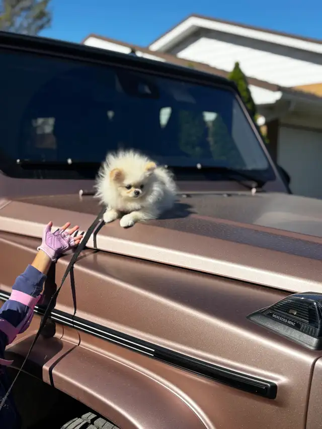 Top G Teacup  Pomeranian Puppy  (imported from South Korea) in Dogs & Puppies for Rehoming in Longueuil / South Shore - Image 3