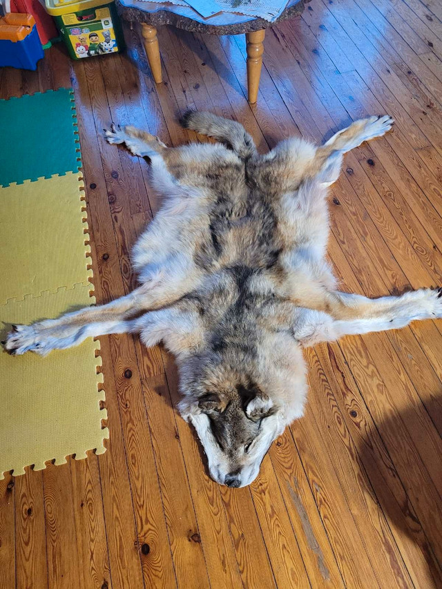 Wolf pelt for sale in Other in Sault Ste. Marie - Image 3