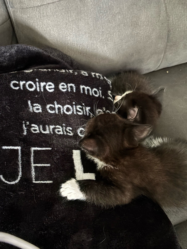bébé chat 9 semaines à adopter dans Chats et chatons à adopter  à Ville de Québec - Image 2