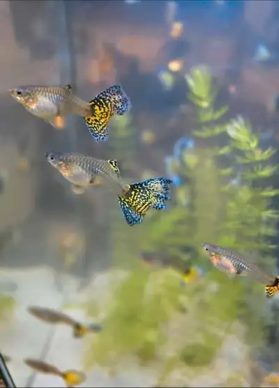 Snake skin Guppies for sale for $3 each 5 for $10 ( 4 female and 1 male) 12 for $20 ( 10 female and...