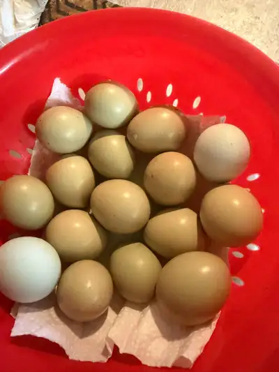 Fertilized  Ring Neck pheasant eggs for sale., View more