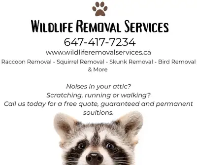 Wildlife Removal Raccoon Removal Squirrel Removal, View more