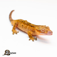Gecko à crête - Yellow tiger dalmatien - Mâle