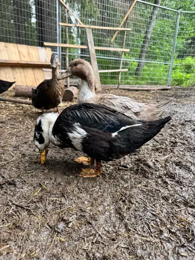 7 - 2 month old ducklings looking for a new coop. Harlequin Welsh/Roeun. Asking $100 for all 7. Loca...